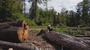 Best Stump Grinding and Removal  in Valdez, AK