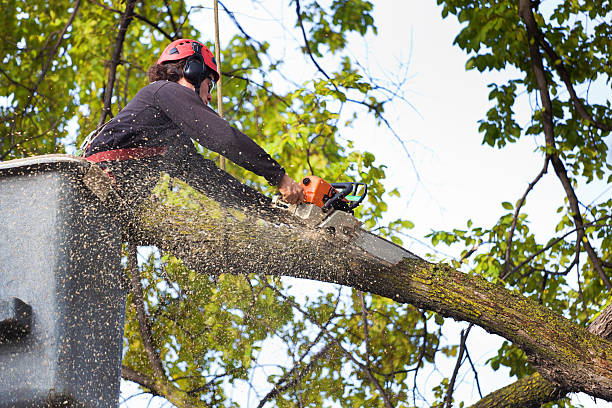 Best Storm Damage Tree Cleanup  in Valdez, AK